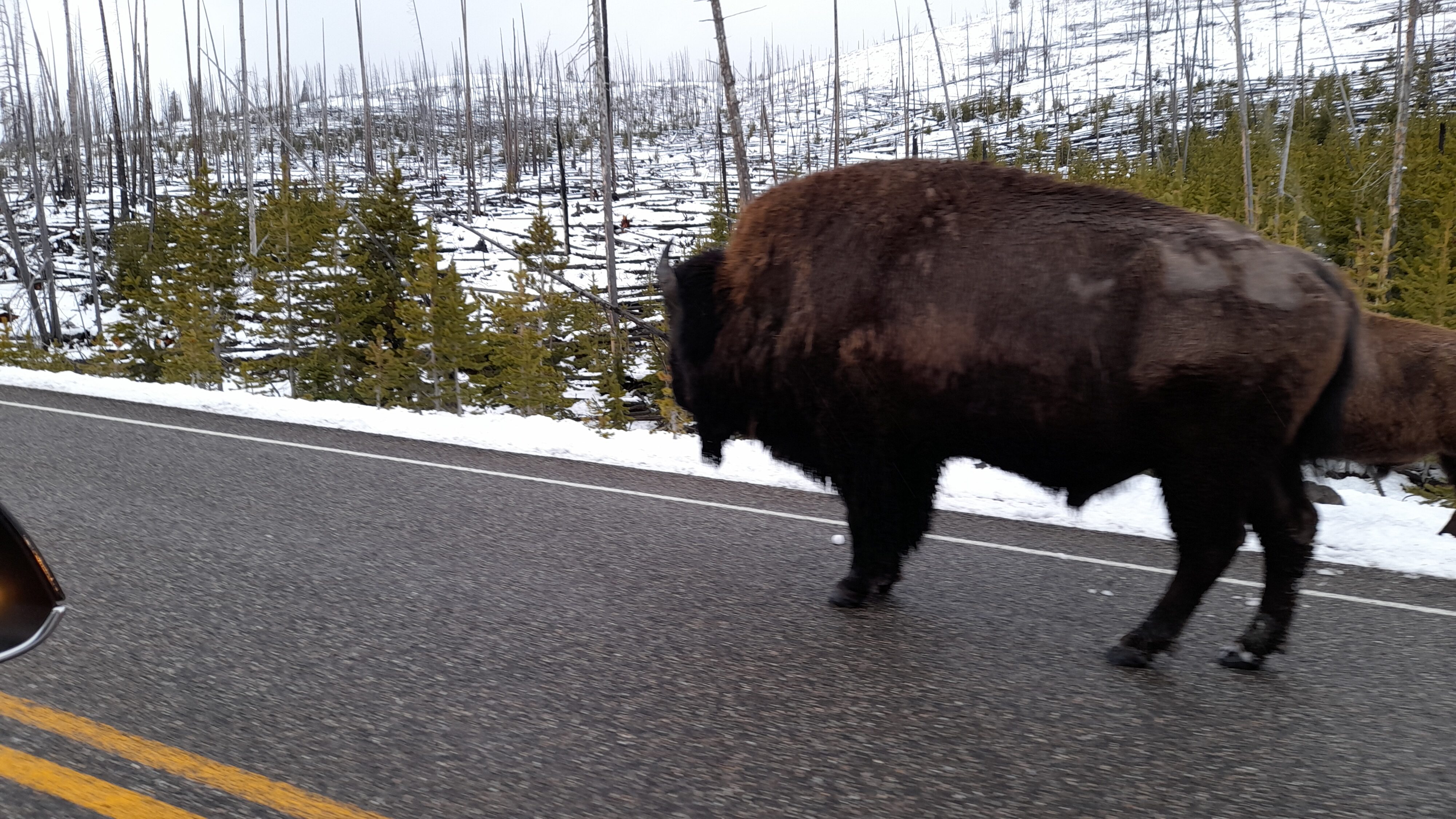 20220530_200836_Bison_Yellowstone-WY EV Tour to Buffalo